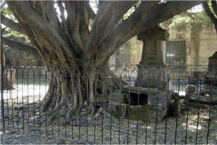 Leyendas Panteón de Belén - El árbol del vampiro